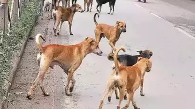 street dog ने nagpur में 7 साल की बच्ची की नोंच-नोंच कर ली जान