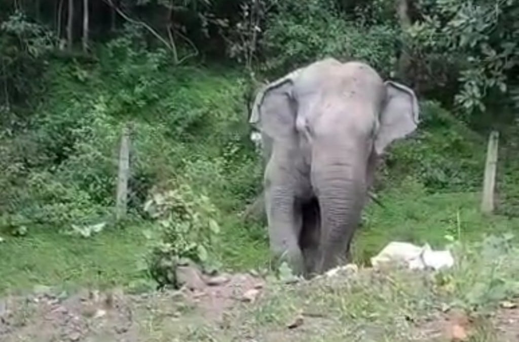 Rewa News: रीवा में जंगली हाथियों का आतंक